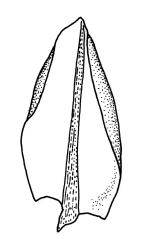 Bryum laevigatum, leaf. Drawn from lectotype, Lawrence (